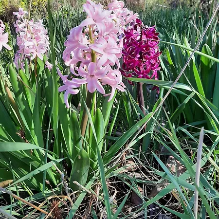 Bas Verdon Apartment Allemagne-en-Provence